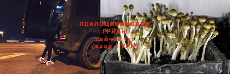 цена   Сусуман  Галлюциногенные грибы Cubensis 